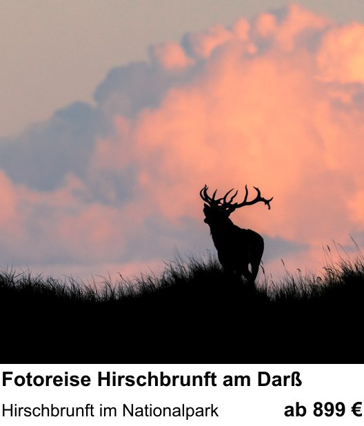 Anschaulicher Fotokurs rund um Fotoreise Hirschbrunft am Darß: Hirschbrunft im Nationalpark