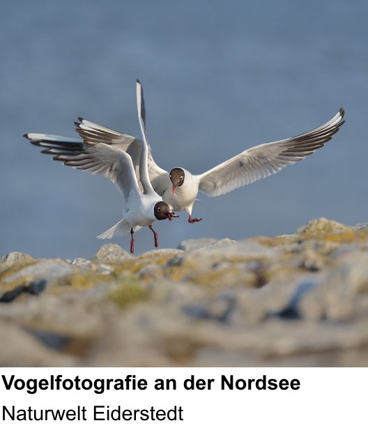 Anschaulicher Fotokurs rund um Küstenvögel und Landschaft an der Nordsee: Naturwelt Eiderstedt