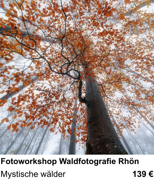 Anschaulicher Fotokurs rund um Fotoworkshop Waldfotografie Rhön: Mystische wälder