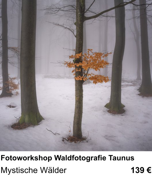 Anschaulicher Fotokurs rund um Fotoworkshop Waldfotografie Taunus: Mystische Wälder