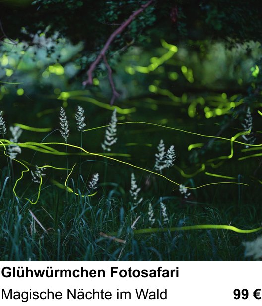 Anschaulicher Fotokurs rund um Glühwürmchen Fotosafari: Magische Nächte im Wald