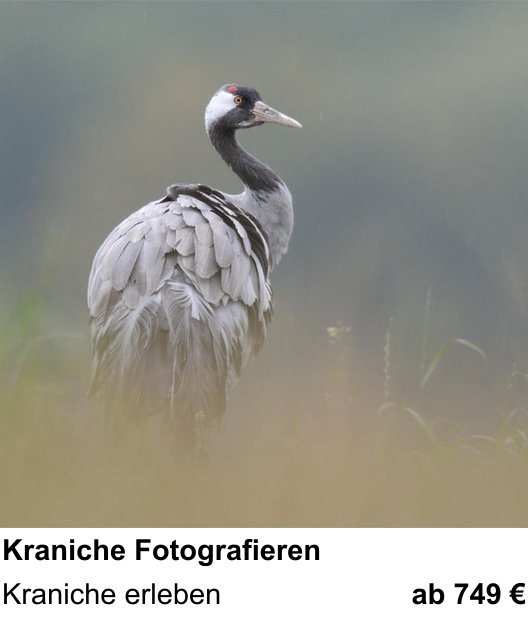 Anschaulicher Fotokurs rund um Kraniche Fotografieren: Kraniche erleben