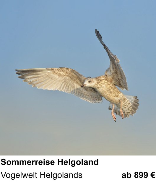 Anschaulicher Fotokurs rund um Naturfotografie auf der Hochseeinsel: Vogelwelt Helgolands