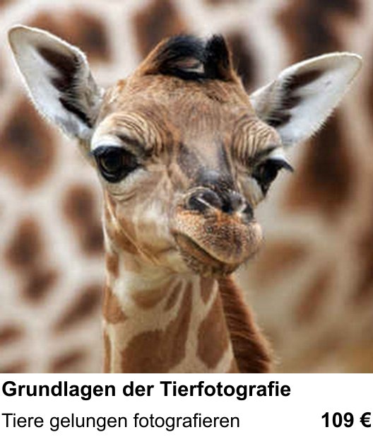 Fotoworkshop zum Thema Grundlagen der Tierfotografie in Braunschweig: Tiere gelungen fotografieren