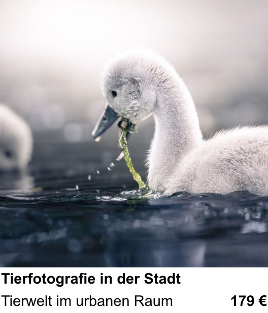 Fotoworkshop zum Thema Tierfotografie in der Stadt in Braunschweig: Tierwelt im urbanen Raum
