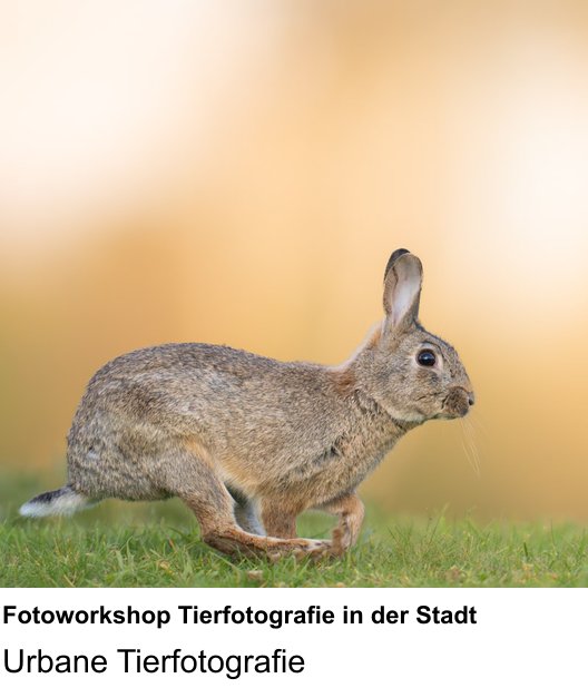 Fotoworkshop zum Thema Fotoworkshop Tierfotografie in der Stadt in Braunschweig: Urbane Tierfotografie