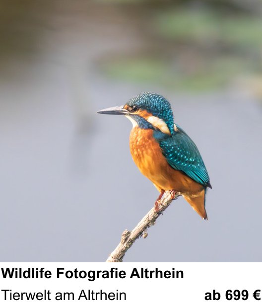 Anschaulicher Fotokurs rund um Wildlife Fotografie Altrhein: Tierwelt am Altrhein