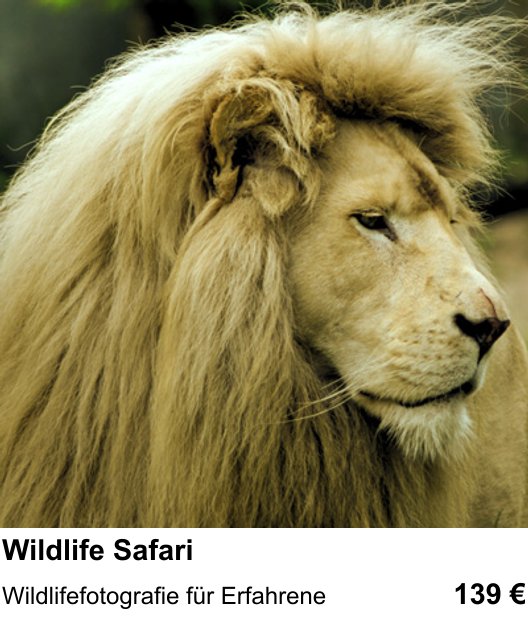 Fotoworkshop zum Thema Wildlife Safari in Braunschweig: Wildlifefotografie für Erfahrene