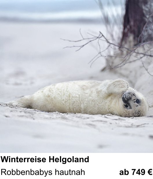 Anschaulicher Fotokurs rund um Naturfotografie auf Helgoland im Winter: Robbenbabys hautnah